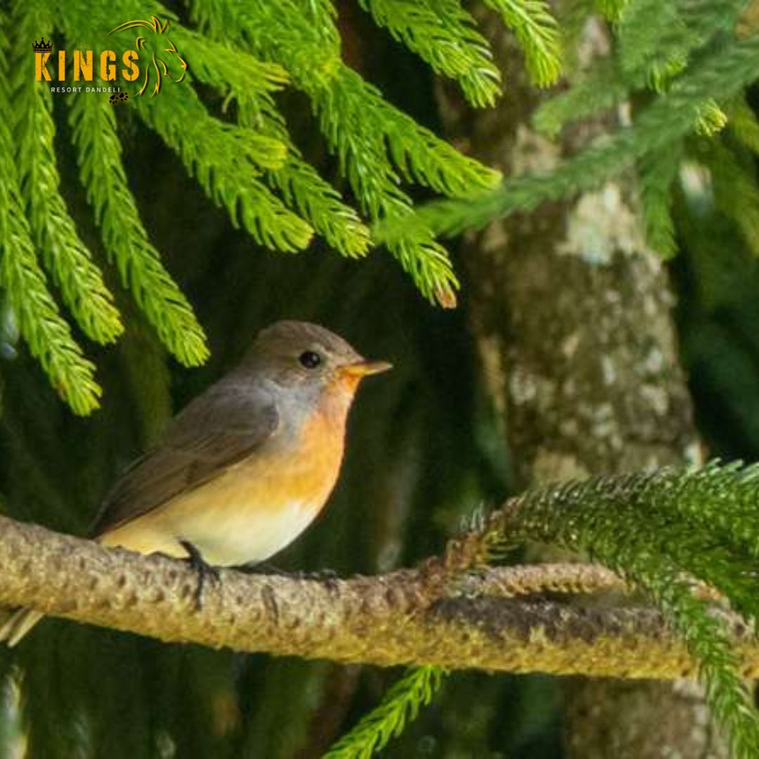 Bird Watching in Dandeli