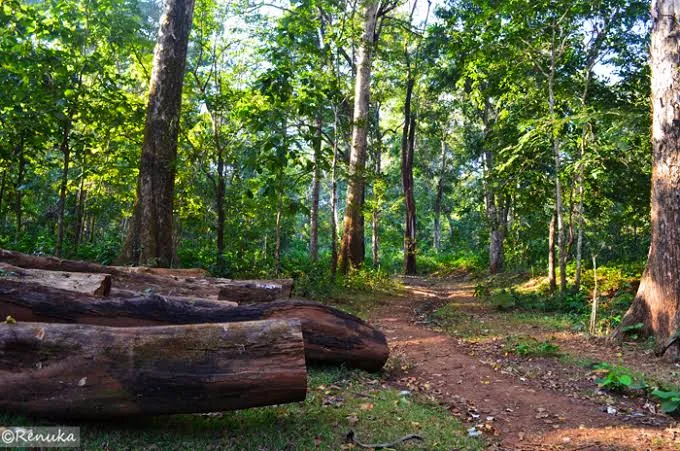 Jungle Nature Walk in Dandeli
